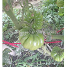 Т51 Мати большой размер фрукты неопределенного специальные семена томатов